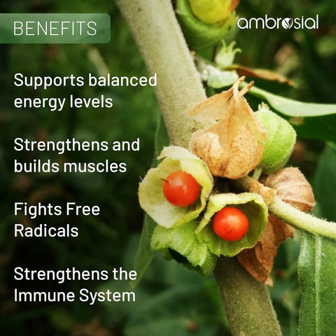 Ambrosial Ashwagandha Capsules - 500mg High Strength Herbal Supplement, 60 Vegan Capsules